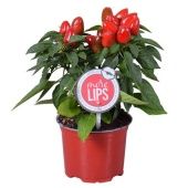 Капсикум Симба Ред d12 см h25 см