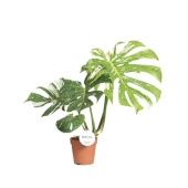 Монстера Thai Constellation вариегатная d15 см h45 см тип 2