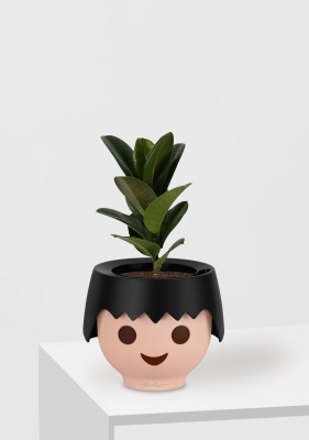 Фикус Эластика Кинг Конг 1 ствол 12/40 см в OJO Фикус Эластика Кинг Конг 1 ствол 12/40 см в OJO