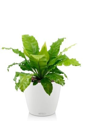 Асплениум Нидус в CLASSICO COLOR 21, белый