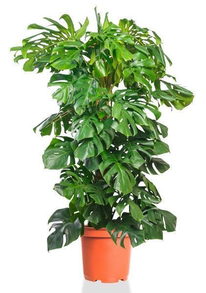 Монстера на опоре 35/180 см