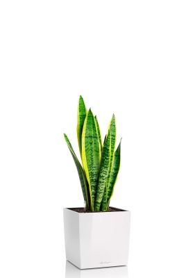 Сансевиерия Лауренти 21/70 см в CUBE 30, белый блестящий