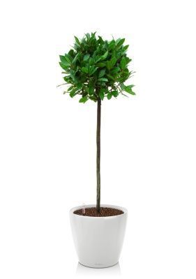 Лавр Нобилис 21/120 в CLASSICO LS 28, белый блестящий Лавр Нобилис 21/120 в CLASSICO LS 28, белый блестящий