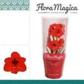 Гиппеаструм Royal Red Flora Magica 2 ствола d12 см h25 см