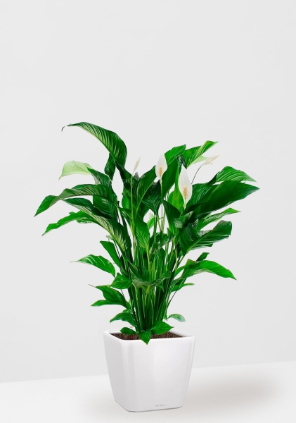 Спатифиллум Свит 24/110 см в QUADRO LS 28 Спатифиллум Свит 24/110 см в QUADRO LS 28