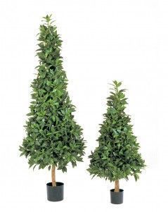 Лавр Пирамида люкс