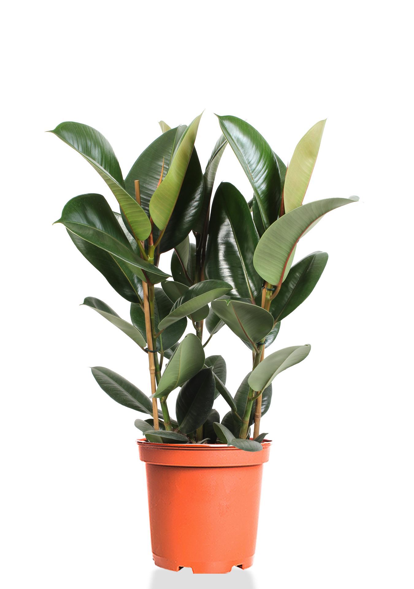 Фикус Эластика Робуста 3 ствола 27/90 см