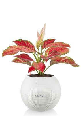 Аглаонема Корал Ред в PURO 20, белый Аглаонема Корал Ред в PURO 20, белый