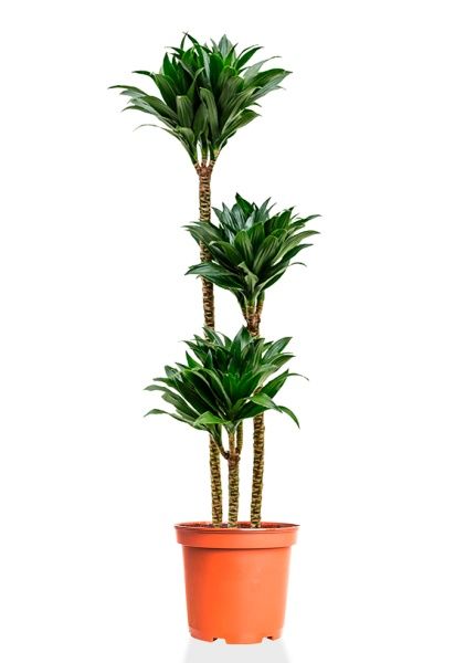 Драцена Компакта 3 ствола 23/130 см Драцена Компакта 3 ствола 23/130 см