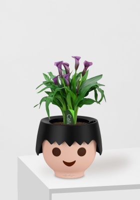 Калла микс фиолетовая 12/35 см в OJO Калла микс фиолетовая 12/35 см в OJO