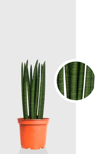 Сансевиерия Цилиндрика Спагетти d17 см h55 см тип 1