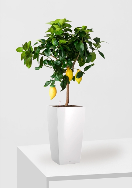 Цитрус Лимон 21/80 см в CUBICO 30