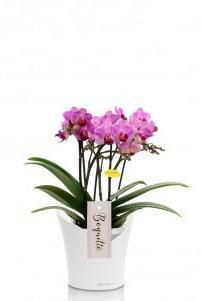 Орхидея Батерфлай в ORCHIDEA 18 Орхидея Батерфлай в ORCHIDEA 18