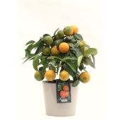 Цитрус Красный Лайм d16 см h35 см