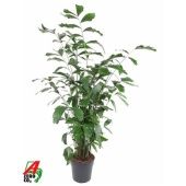 Кариота Митис d31 см h210 см Кариота Митис d31 см h210 см