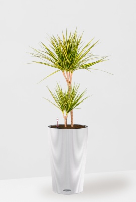 Драцена Маргината Санрей 2 ствола 17/70 см CILINDRO 23, белый