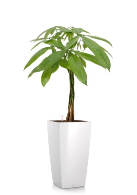 Пахира Акватика косичка 21/90 см в CUBICO 30, белый блестящий Пахира Акватика косичка 21/90 см в CUBICO 30, белый блестящий