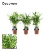 Хамедорея Элеганс (decorum) d7 см h25 см Хамедорея Элеганс (decorum) d7 см h25 см
