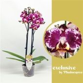 Фаленопсис 2 ствола Blanka 14+ d12 см h65 см