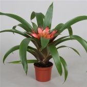 Гузмания Элис d9 см h35 см