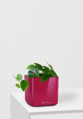 Филодендрон Сканденс 12/20 см в CUBE GLOSSY KISS 14