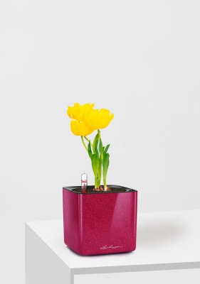 Тюльпан 7/15 см в CUBE GLOSSY KISS 14