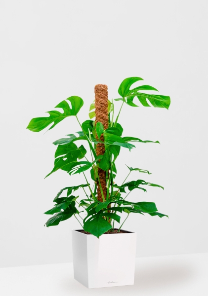 Монстера на опоре 27/130 см в CUBE 40 Монстера на опоре 27/130 см в CUBE 40