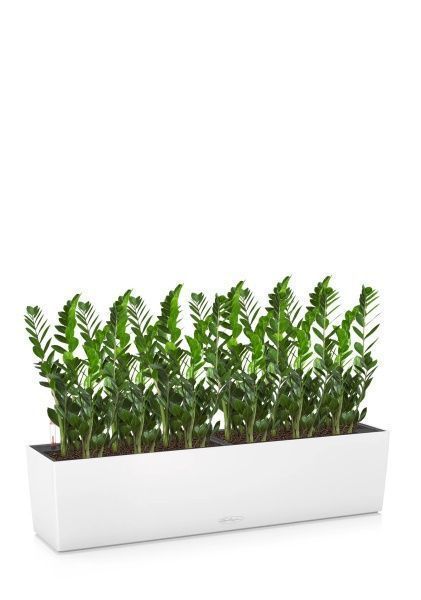 Замиокулькас в BALCONERA 80