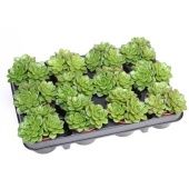 Эхеверия Multicaulus d8.5 см h10 см Эхеверия Multicaulus d8.5 см h10 см