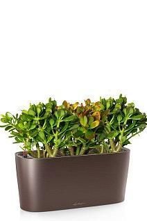 Крассула Микс в DELTA 20