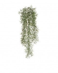 Аспарагус Шпренгера куст припылённый ампельный