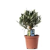 Олива европейская With Oil Bottle d13 см h23 см Олива европейская With Oil Bottle d13 см h23 см