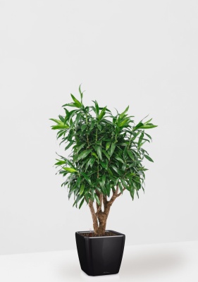 Драцена Песнь Ямайке 27/90 см в QUADRO LS 35