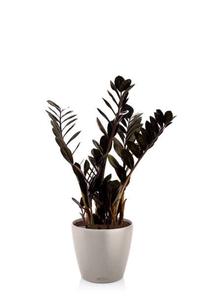 Замиокулькас Равен 17/70 см в CLASSICO COLOR 28 Замиокулькас Равен 17/70 см в CLASSICO COLOR 28