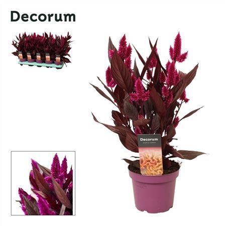 Целлозия Мистик Шаде (decorum) d12 см h35 см тип 1 Целлозия Мистик Шаде (decorum) d12 см h35 см тип 1
