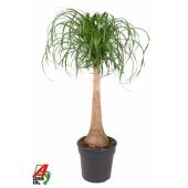 Нолина 1 ствол d27 см h110 см тип 2 Нолина 1 ствол d27 см h110 см тип 2