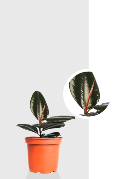 Фикус Эластика Абиджан 12/35 см Фикус Эластика Абиджан 12/35 см