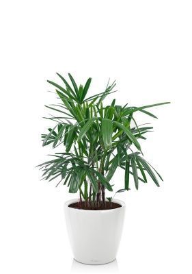 Рапис 21/90 см в CLASSICO LS 28, белый блестящий