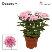 Хризантема Зембла розовая d17 см h35 см тип 1