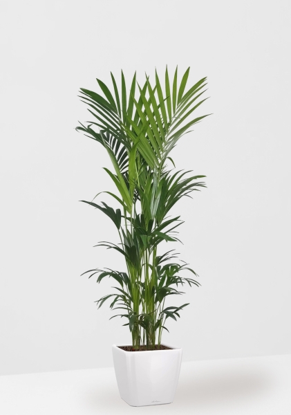 Ховея Кентия 31/220 см в QUADRO LS 43 Ховея Кентия 31/220 см в QUADRO LS 43