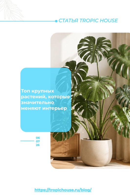 Топ-7 крупных растений, которые значительно меняют интерьер Топ-7 крупных растений, которые значительно меняют интерьер