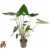 Алоказия Зебрина 24/110 см