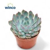 Эхеверия Pink Edge d10.5 см h12.5 см