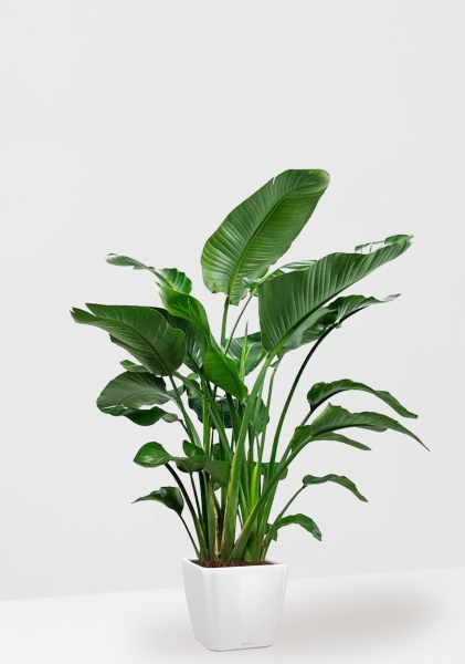 Стрелиция Николай 35/180 см в QUADRO 43