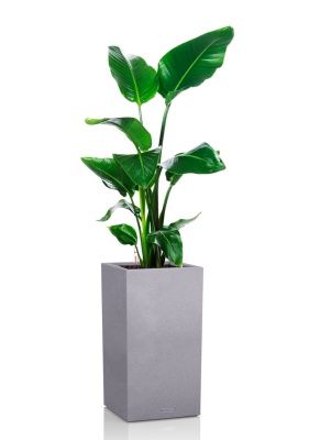 Стрелиция Николай 19/90 в CANTO STONE HIGH 30, серый камень Стрелиция Николай 19/90 в CANTO STONE HIGH 30, серый камень