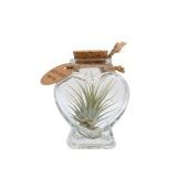 Тилландсия Heart Bottle Small d4 см h15 см Тилландсия Heart Bottle Small d4 см h15 см