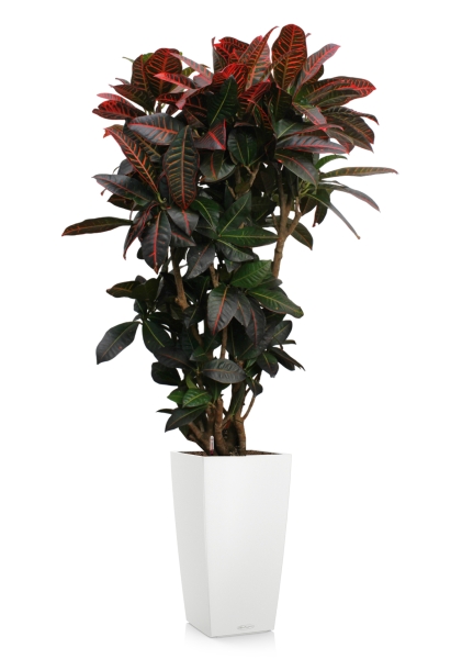 Кротон (Кодиеум) Петра 31/130 см в CUBICO COLOR 40
