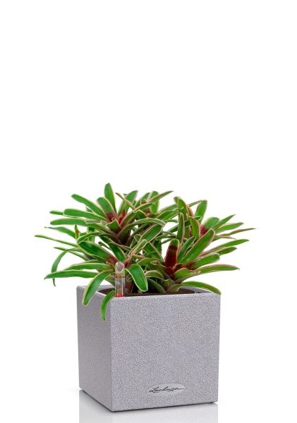 Нидулярия в CANTO STONE 14