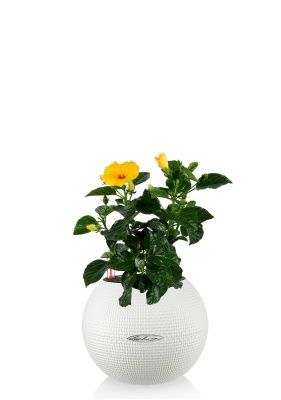 Гибискус микс 13/35 см в PURO 20, белый Гибискус микс 13/35 см в PURO 20, белый