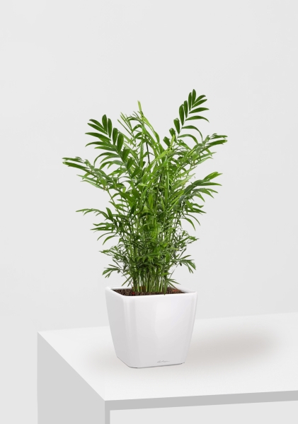 Хамедорея Элеганс 17/60 см в QUADRO LS 21